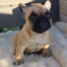 These french bulldog puppies located in michigan come from different cities, including, ortonville. French Bulldog Puppies Michigan Rescue Pets Lovers