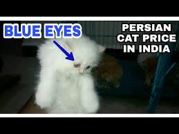 Price of persian cat in india, price of persian cat, persian cat price in india. Persian Cat Kitten Price In India Persian Cat Price In India Persian Cat Youtube