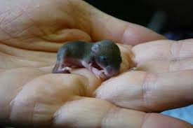 Examples of the developmental stages of albino, agouti, and black pups are shown. Folly Wildlife Rescue Other Small Animals