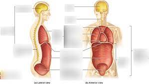 The thoracic cavity is surrounded by the ribs and muscles in the chest. Chapter 1 Body Cavities Diagram Quizlet