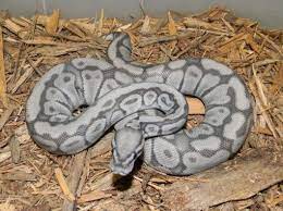 Mark Petros Reptiles Blue Ghost Cute Reptiles Pet Snake Pet Ball