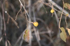Image result for Grewia flavescens