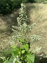 Image result for Chenopodium simplex