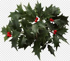 Huge collection, amazing choice, 100+ million high quality, affordable rf and rm images. Holly Blueberries Leaf Christmas Decoration Fruit Nut Png Pngwing