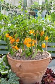 A Greek And English Dictionary Comprising All The Words In The Writings Of The Most Popu Container Gardening Vegetables Veggie Garden Vegetable Garden Design