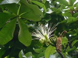 Image result for Malvaceae subfamily Bombacoideae