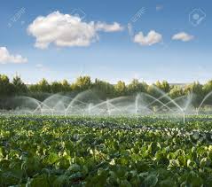 Do water container gardens regularly, typically once a day during hot, dry spells. Irrigation Systems In A Green Vegetable Garden Stock Photo Picture And Royalty Free Image Image 15641183
