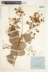 Image result for Agelaea pentagyna