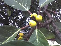 Image result for Ficus lutea