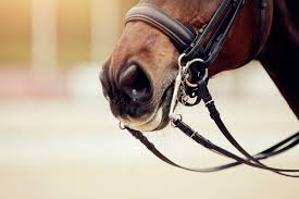 14.3hh (151cm) (stocky and well muscled)colour : Do I Need A Noseband On The Purpose Of Nosebands Maria Cooke