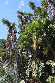 Image result for Strelitzia alba