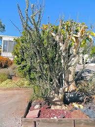 Image result for Sesamothamnus lugardii