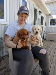 Labrador puppies for adoption london. Yellow Black Chocolate Labrador Puppies For Sale In Ontario Asklar Labradors