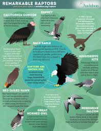 Bird Of Prey That Feeds On Fish 6 Letters Raptor Sightings Map National Audubon Society Birds Of Prey Animal Infographic Raptors