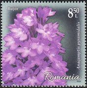 Image result for Schizochilus sulphureus