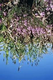 Image result for Striga hermonthica
