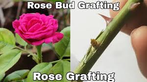 Most woody plants can be grafted. Rose Grafting Rose Budding And Grafting How To Graft Rose Plant Youtube
