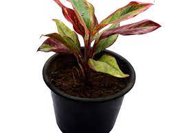 10 отметок «нравится», 0 комментариев — trivandrum garden tech (@styleclubtrivandrum) в instagram: Aglaonema Red Lipstick Siam Aurora Buy Online Trivandrum Gardentech