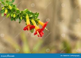 Image result for Cantua