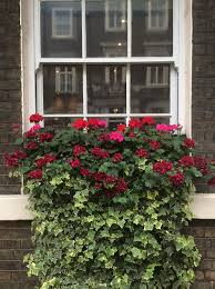31 Of The Best Window Boxes In London Window Box Flowers Window Box Plants Window Box Garden