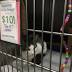 Adoption Fees Covered at Lexington Shelters Saturday