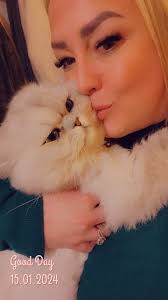 Lost cat in Williamsville near Nforest and Wiltshire