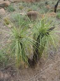 Image result for Xerophyta schlechteri