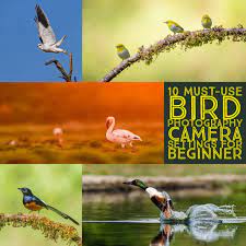 10 Must Use Bird Photography Camera Settings For Beginners Photography Camera Bird Photography Camera Settings