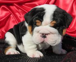Black Tri Bulldog Puppy Picture Bulldog Puppies English Bulldog Puppies Bulldog Puppies Funny
