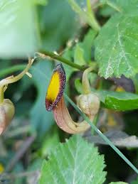 Image result for Aristolochia hockii