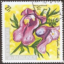 Image result for Triceratorhynchus viridiflorus