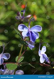 Image result for Rotheca myricoides