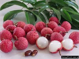 Check spelling or type a new query. Buy Lychee Wai Chee Fruit Trees Litchi Chinensis