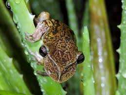 Image result for Trichopteryx fruticulosa