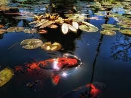 Maybe you would like to learn more about one of these? 9 Small Backyard Pond Ideas