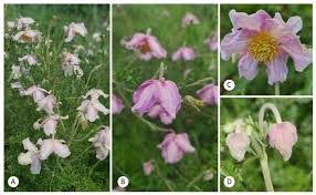 Image result for Clematis villosa