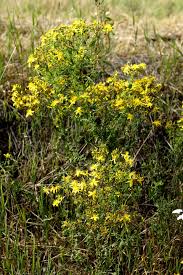 Image result for Hypericum quartinianum