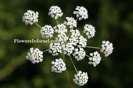 Israel Wildflowers Bishop S Weed