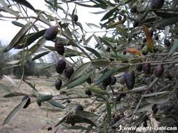 Cueillette Des Olives A Aumes Herault Languedoc Roussillon