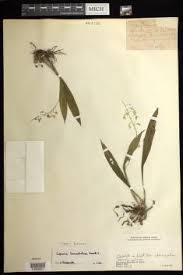 Image result for Liparis deistelii