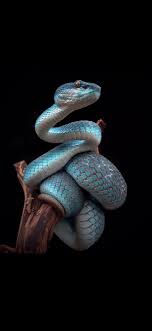 Shot On Iphone Snake By Shinji N Wallpaper Snake Wallpaper Snake Photos Snake