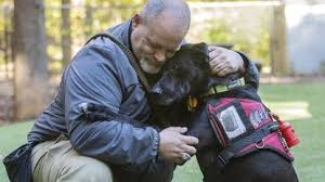 How to get a service dog. Bill White How One Veteran With Ptsd Found Faith Through A Service Dog Program The Morning Call