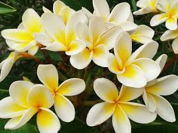 Maybe you would like to learn more about one of these? What Is Frangipani Facts About The Perfume Ingredient