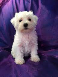 All White Female Miniature Schnoodle Pup For Sale Professionally Bred Schnoodle Litter Schnoodle Puppy Schnoodle Schnoodle Dog