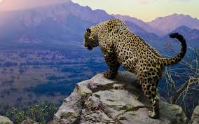 Wildlife animals nature on instagram: Jaguar Wallpapers Top Free Jaguar Backgrounds Wallpaperaccess