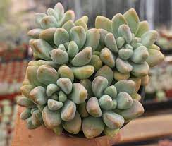 (learn how to propagate succulents in detail here.) you should get a leave carefully from the mother plant. Blue Giant Sedeveria Hybrid Types Of Succulents Plants Succulent Type Succulents