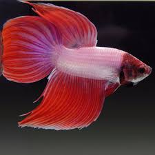 Live Betta Fish Male Lovely Pink Veiltail Betta Betta Fish Fish