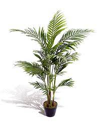 Wish good luck to your dear ones with these lucky charms. Indian Plants That Brings Good Luck And Money Best Of India