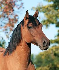 Black And Brown Horse Beautiful Brown Horse With Black Manes Horse Photos Horses Beautiful Horses