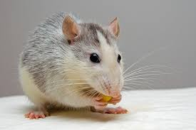 1800 mercy dr orlando, fl 32808. Top 10 Most Damaging Pests In Your Home Tampa Pest Control
